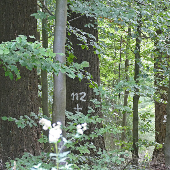 Laubwald mit Baummarkierung 112