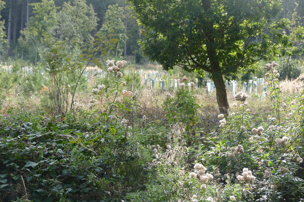 Waldkante, im Hintergrund Jungbäume mit Fraßschutz